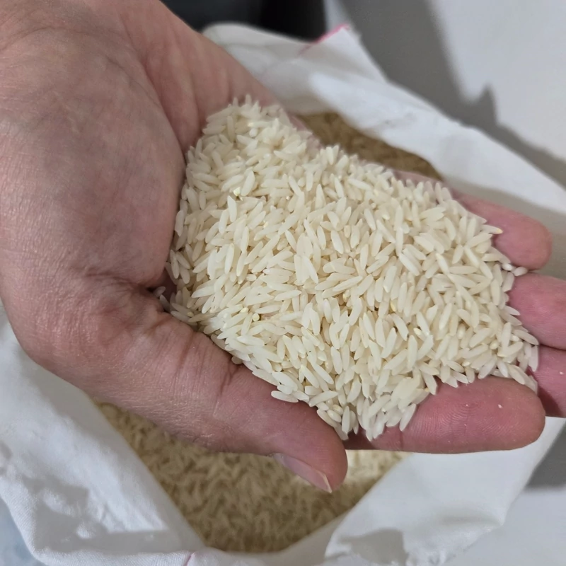 برنج هاشمی کشت دوم